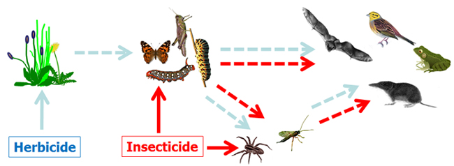 Effects of herbicides and insecticides on terrestrial biodiversity and communities