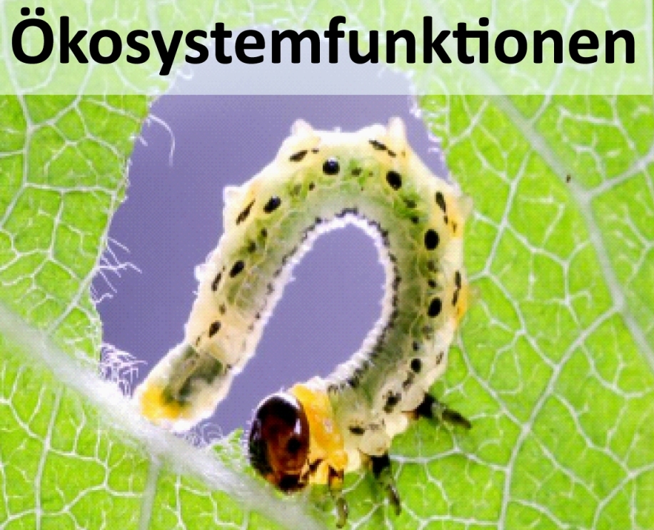 Das Foto zeigt eine Schmetterlingsraupe fressend an einem Blatt