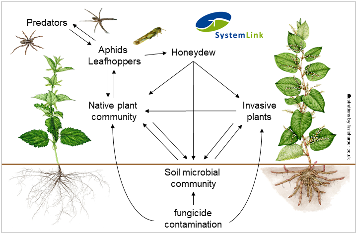 Abgebildet ist ein graphical abstract des Projekts "SystemLink: Interactive effects of fungicide contamination and invasive plants on soil and food webs" in der AG Ökosystemanalyse