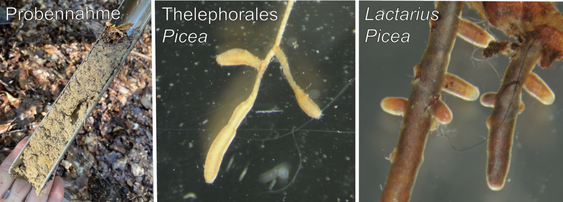 Das Foto zeigt drei von Pilzen umhüllte Wurzeln (Mykorrhiza), die Fotos stehen symbolisch für das Projekt LimingFun der AG Ökosystemanalyse